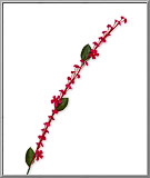 Magenta Forget-Me-Not Garland