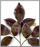 November Rose Leaves, vintage fabric spray made in Germany