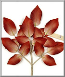 October Rose Leaf Spray, vintage carmine fabric leaves from Germany