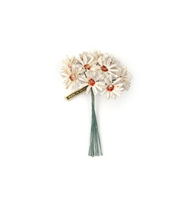 White Field Daisies flowers from Japan