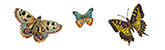 Butterfly scraps