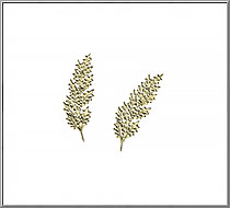 Holly Sprigs vintage die-cut Dresden gold paper foil trims