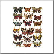 Colorful Butterflies Scrap Picture Sheet EF Germany