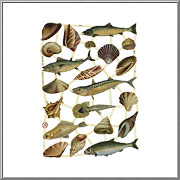 Deep Sea Fish and Seashells scrap picture sheet EF Germany