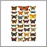Meadow Butterflies scrap picture sheet EF Germany