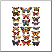 Whimsical Butterflies scrap picture sheet EF Germany